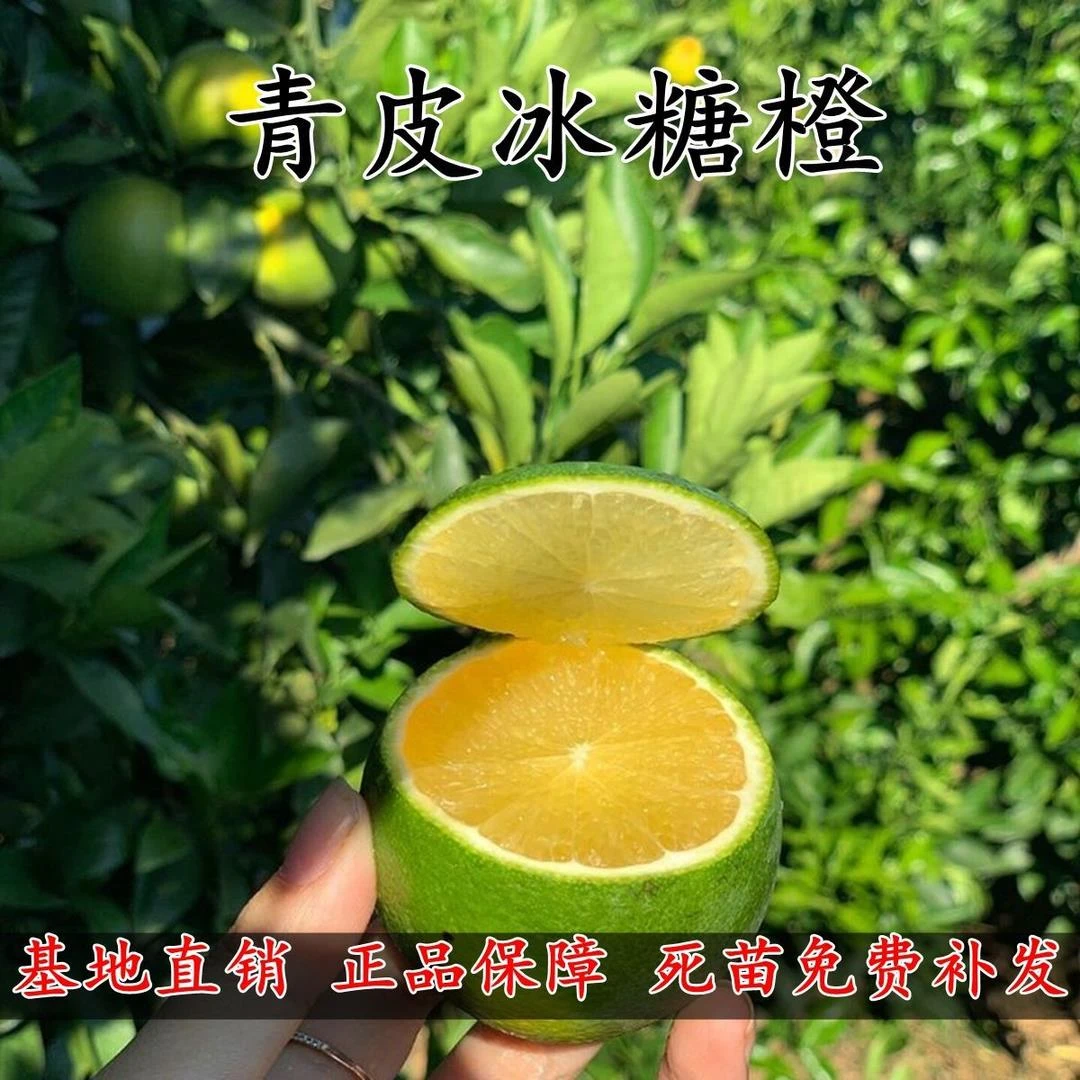 嫁接橙子苗云南冰糖橙树苗青皮脐橙苗绿橙子苗南北方种植当年结果
