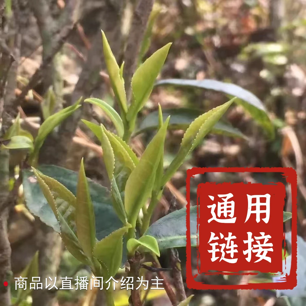 【3】纯好六堡茶 24.7.20通用链接 六堡茶