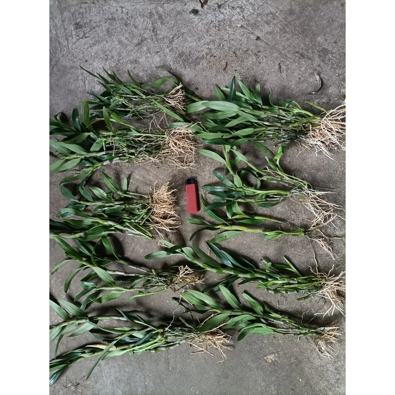 金钗叠峭鼓槌等多品种一物一拍的请勿自行下单