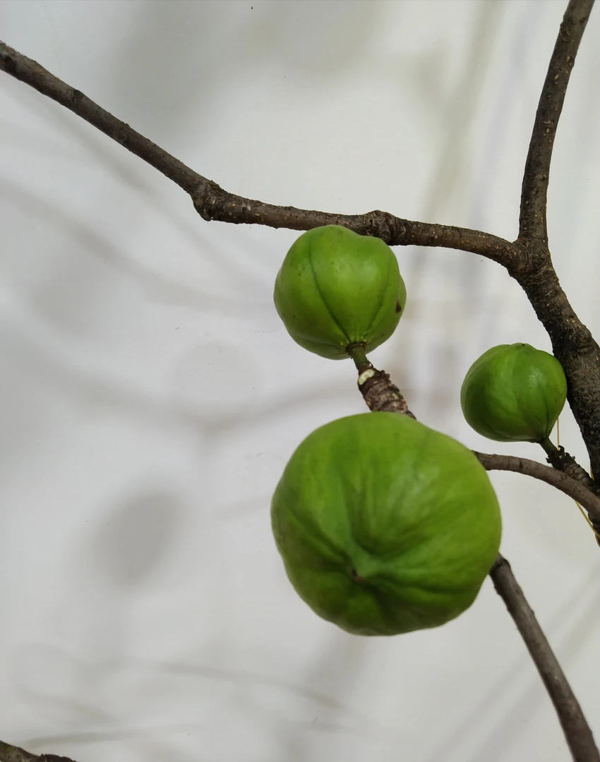 【拾花拾木】油桐果 云南鲜花