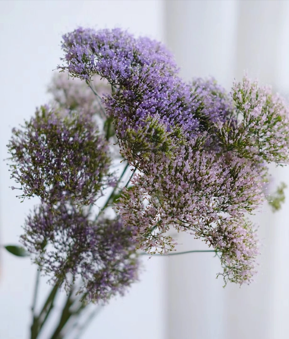 【拾花拾木】夕雾草 云南鲜花