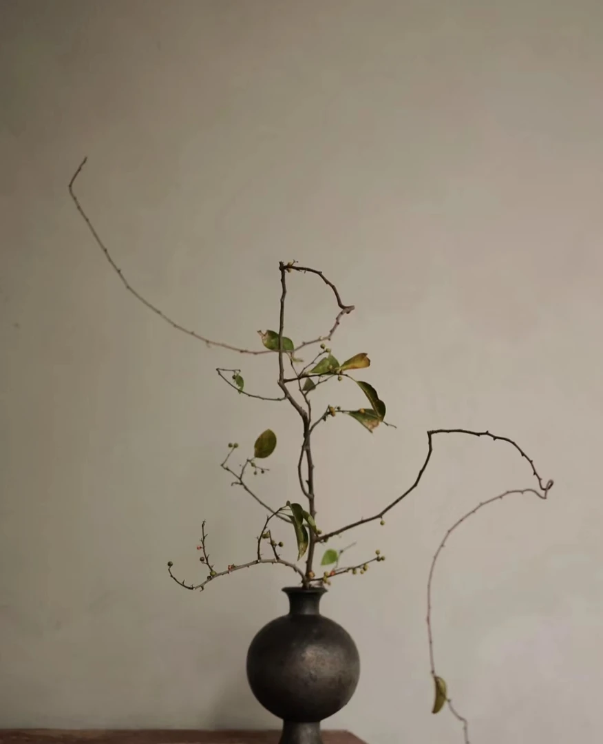 【拾花拾木】南蛇腾 云南鲜花