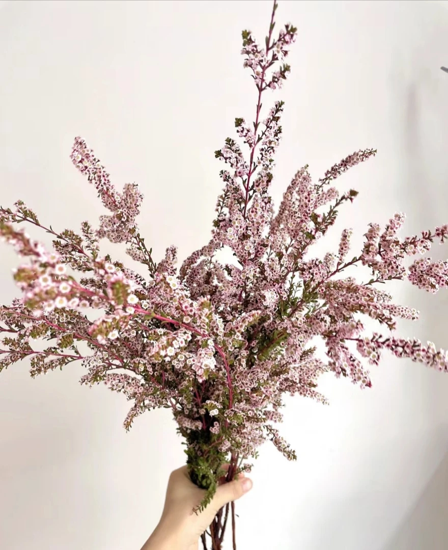 【拾花拾木】雪梅 云南鲜花