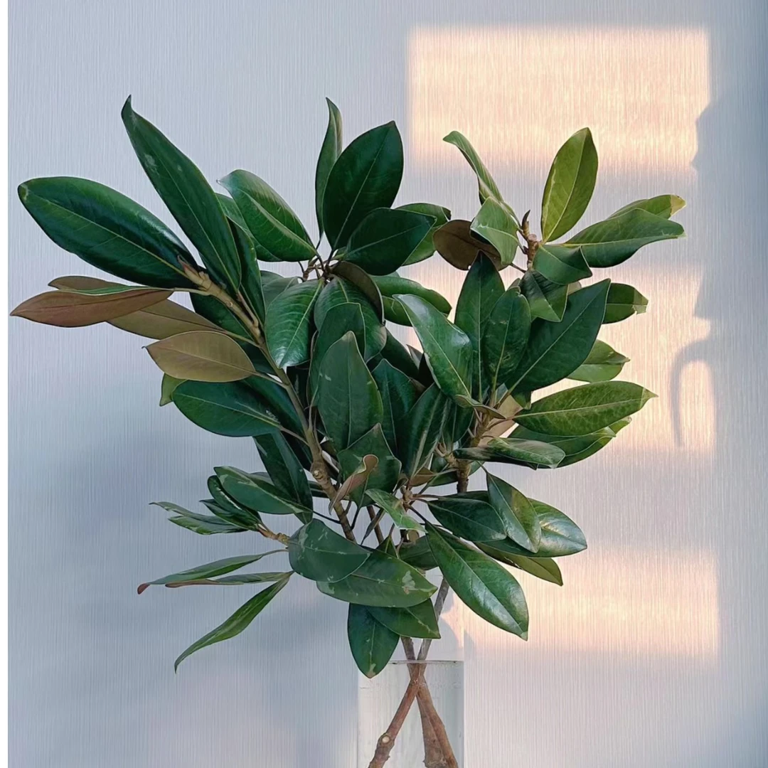 【拾花拾木】玉兰叶鲜花云南鲜花九星叶琴叶榕鲜切