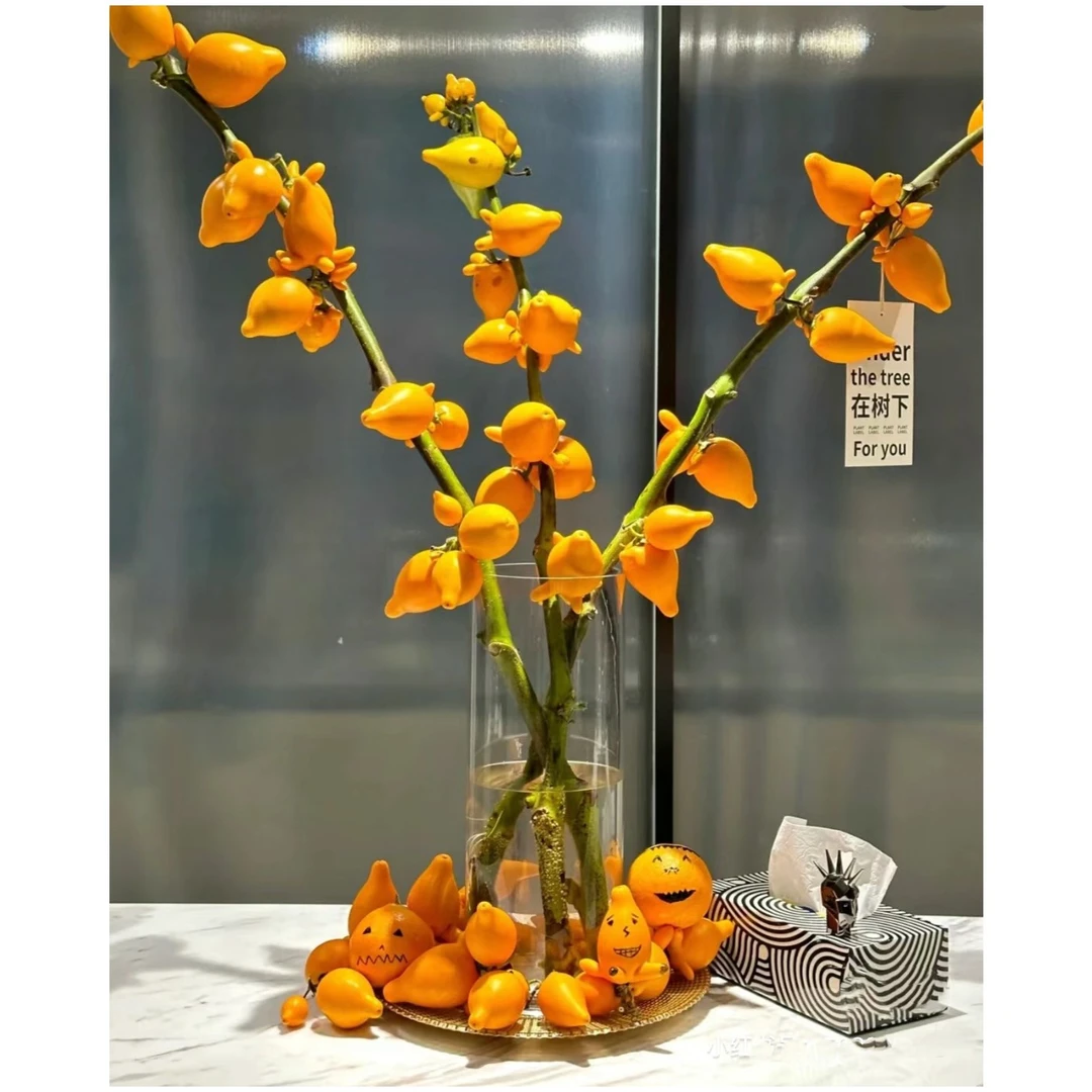 【拾花拾木】五代果 小猪佩奇  鲜花 云南鲜花