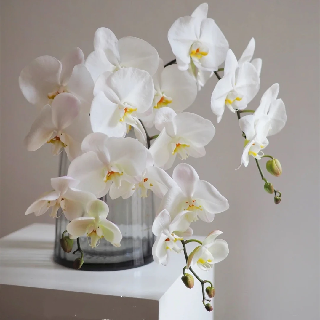 【拾花拾木】白色蝴蝶兰鲜花云南鲜花特大特大蝴蝶兰威尼斯蝴蝶花