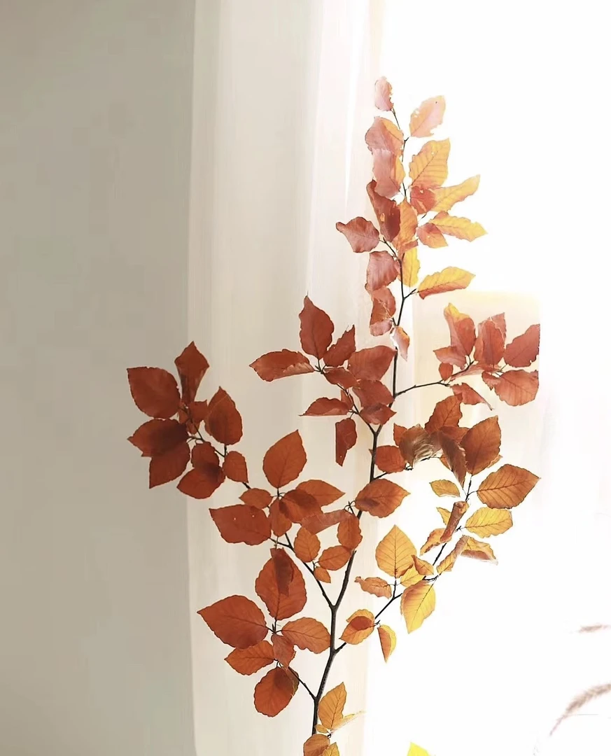 【拾花拾木】荷兰进口跳舞永生榉树叶云南鲜花