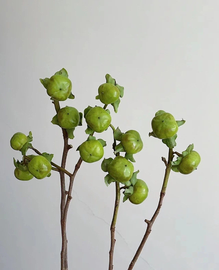 【拾花拾木】柿子  鲜花云南鲜花