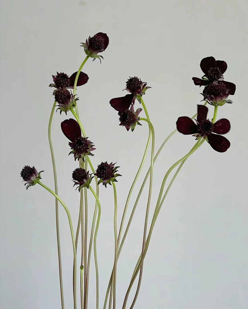 【拾花拾木】秋英云南鲜花巧克力