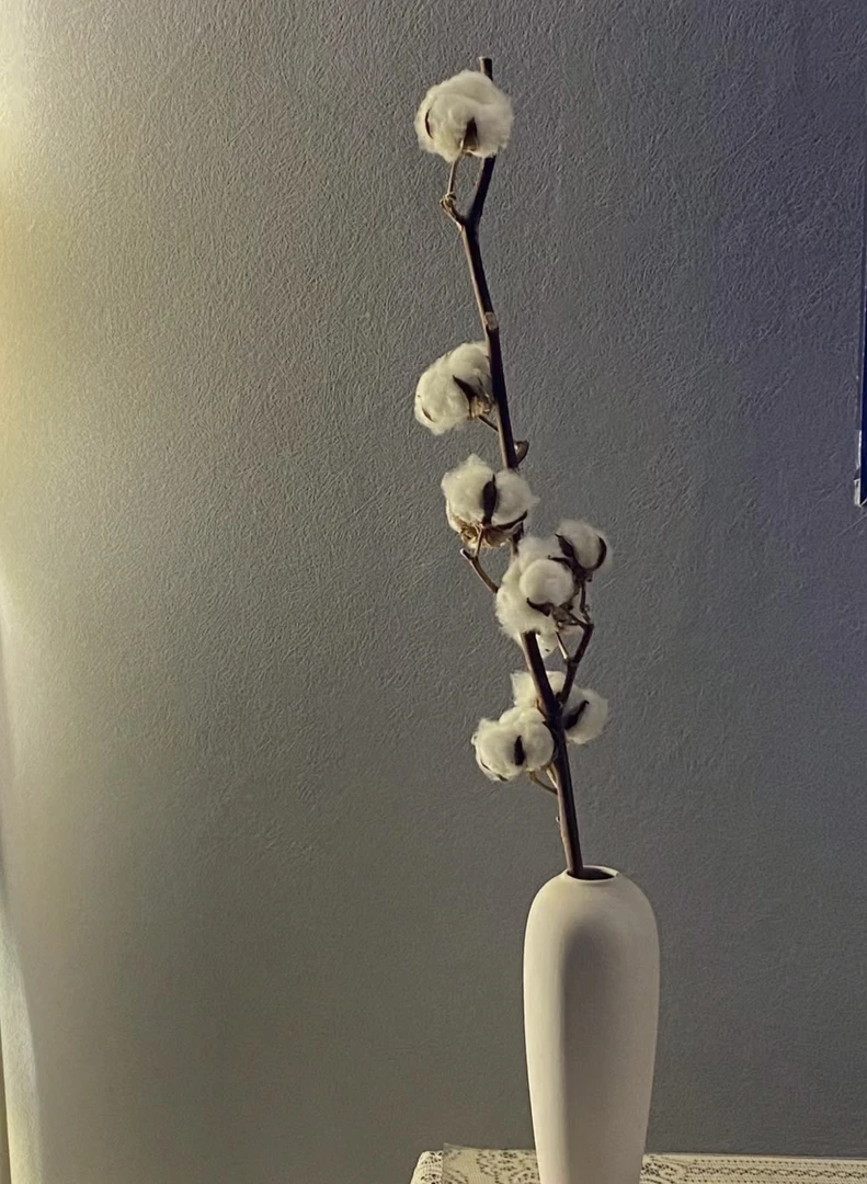 【拾花拾木】干花合集 云南鲜花