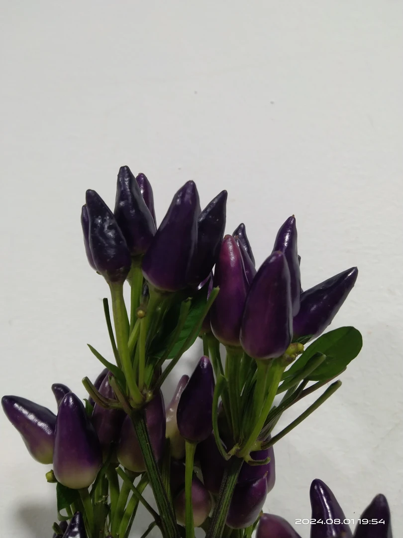 【拾花拾木】七彩椒 云南鲜花