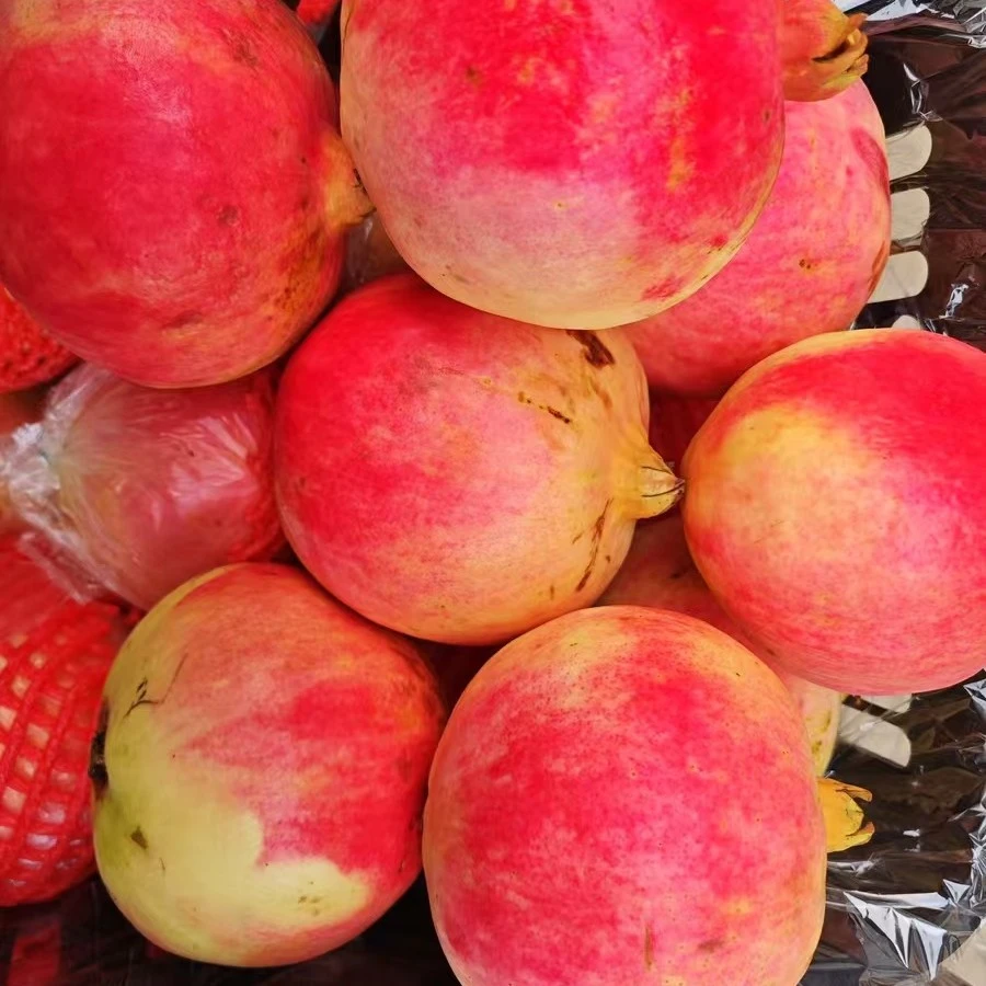 突尼斯软籽石榴   （1大颗) 700克左右