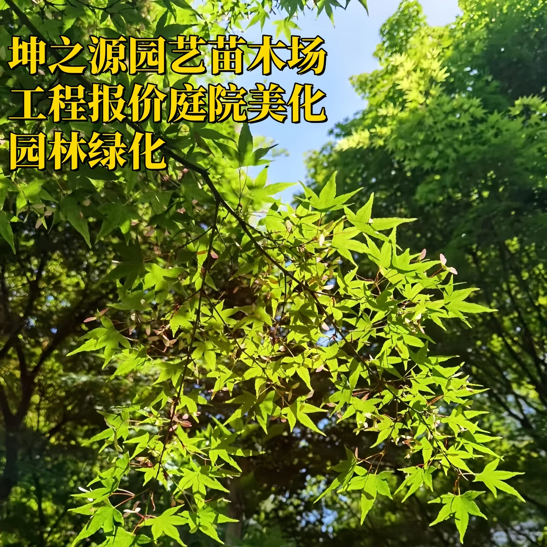 五角枫树苗五角槭五角枫彩叶枫苗青枫大小苗庭院道路耐寒