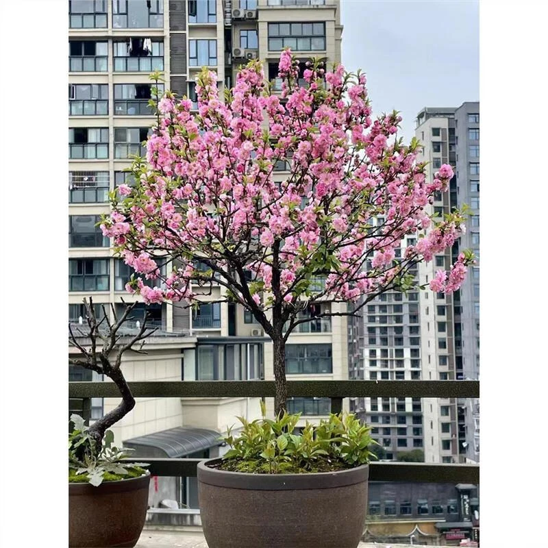 榆叶梅树苗重瓣丛生郁李花树耐寒盆栽花卉地栽庭院梅花树苗