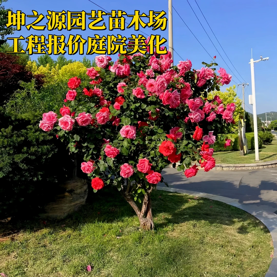 棒棒糖月季花苗 树状月季花树桩树形月季树型 嫁接树桩月季花树