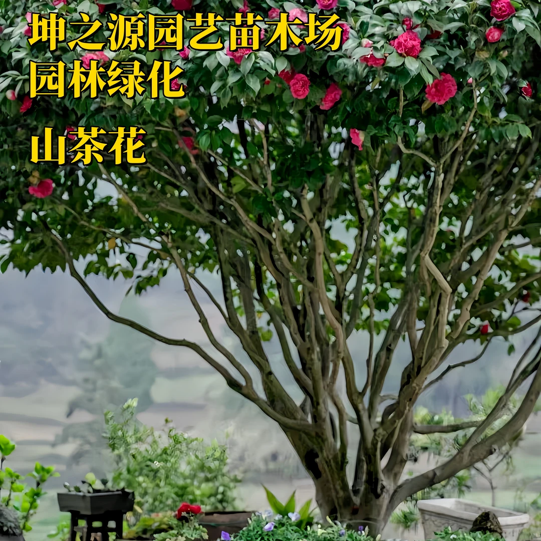 茶花树苗盆栽地栽茶花苗山茶花耐冬树苗大苗花卉室内盆栽