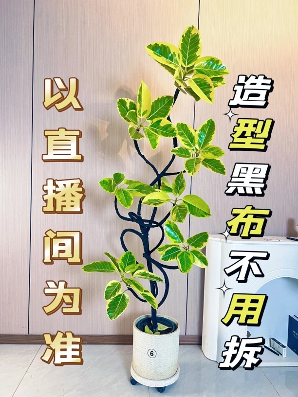 黄金榕青叶花叶橡皮谁室内大型盆栽办公室客厅四季绿植吸甲醛绿植