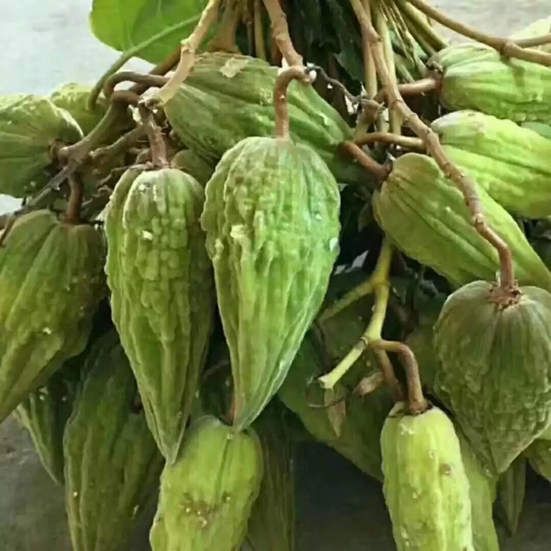 酸扁果云南特产新鲜现摘纯野生无污染【送辣椒面】