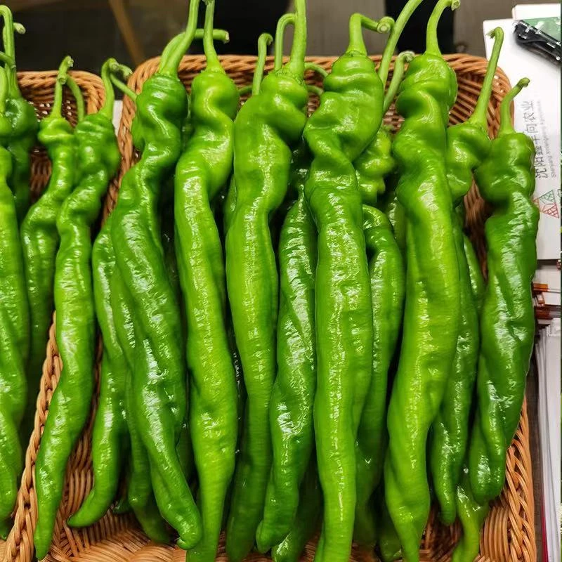 螺丝椒种子辣椒种子蔬菜种子杂交高产香辣特大螺丝椒蔬菜种子大全