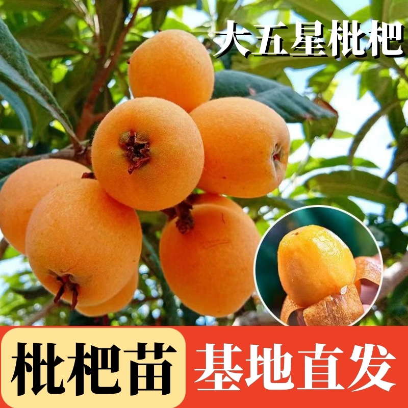 优质枇杷树苗大五星早晚熟无核枇杷南方北方盆栽地栽四季种植
