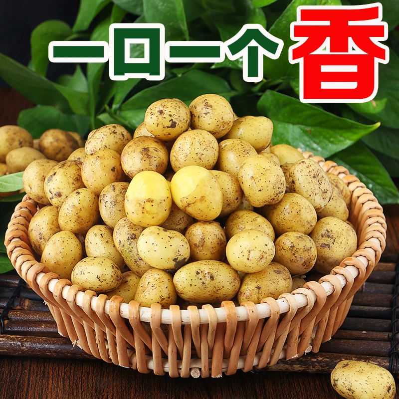 【儿时的味道】2024现挖恩施迷你小土豆今年新鲜当季蔬菜黄心洋芋