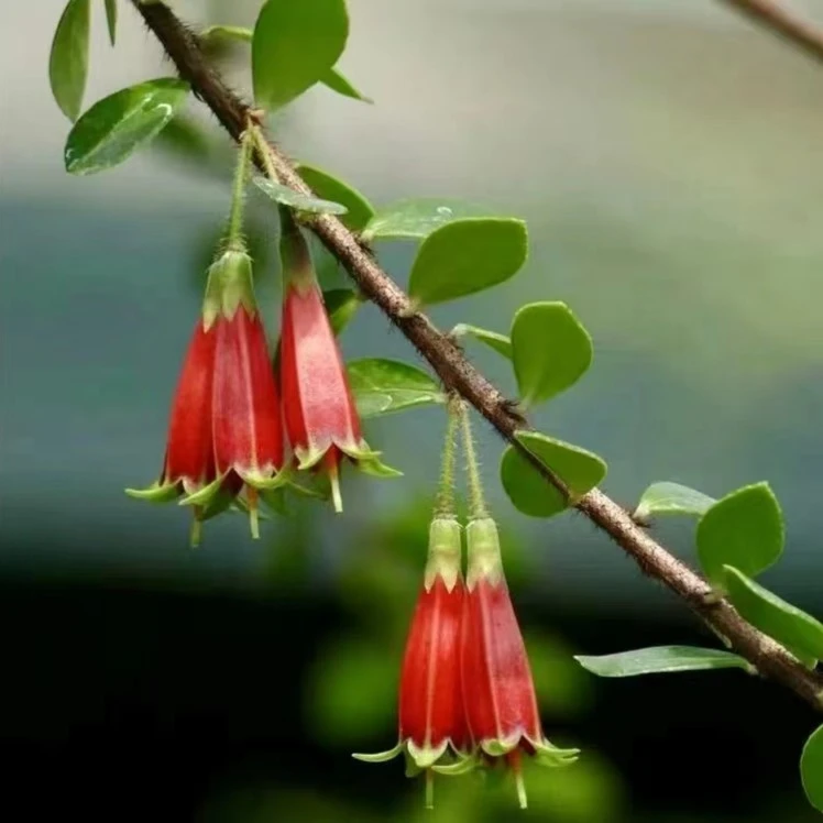 红花米叶五翅梅倒掉金钟赏花赏叶赏坨吃果的绿植