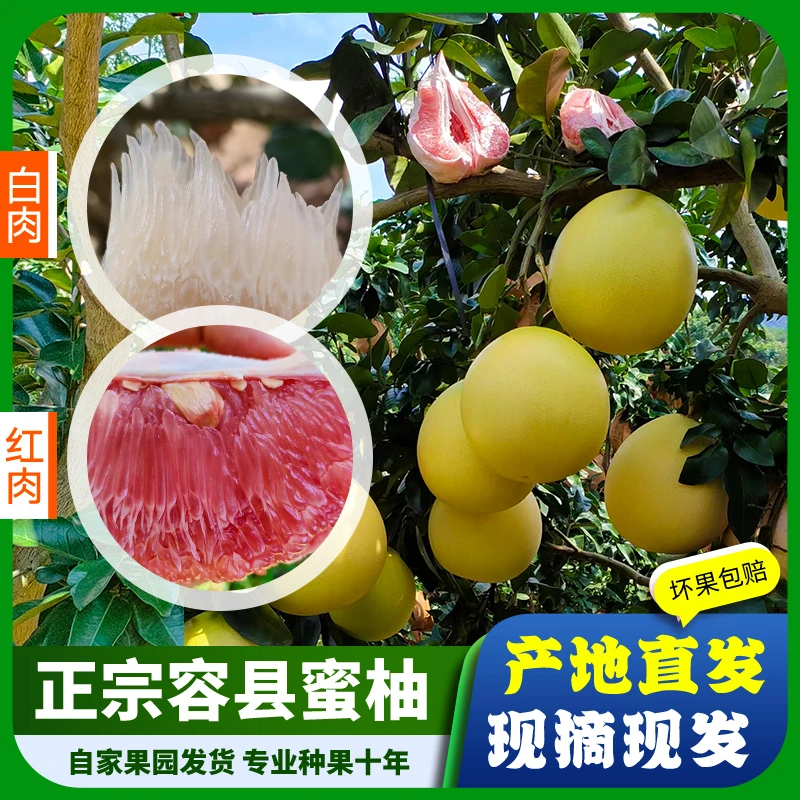 广西容县红心/白心/红肉/白肉蜜柚5.3~18斤新鲜水果当季正宗现摘