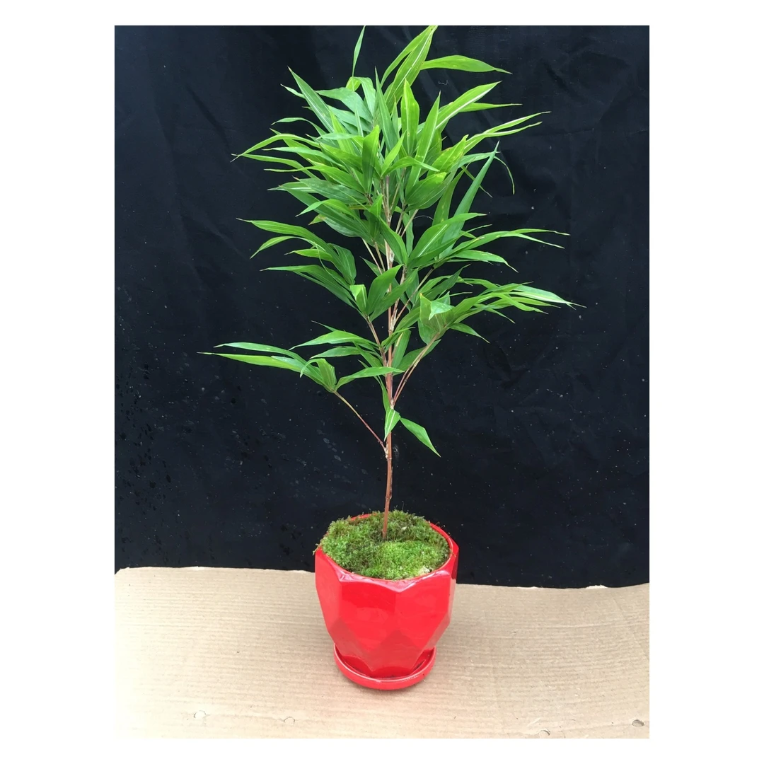 红寒竹，也叫朱竹，一物一拍。植物盆栽绿色办公桌前台美观办公桌