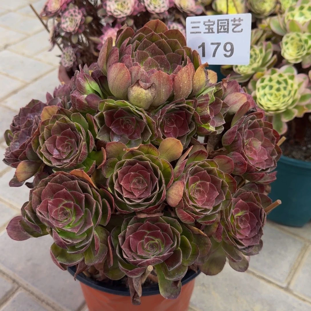 狼*多肉植物179多肉