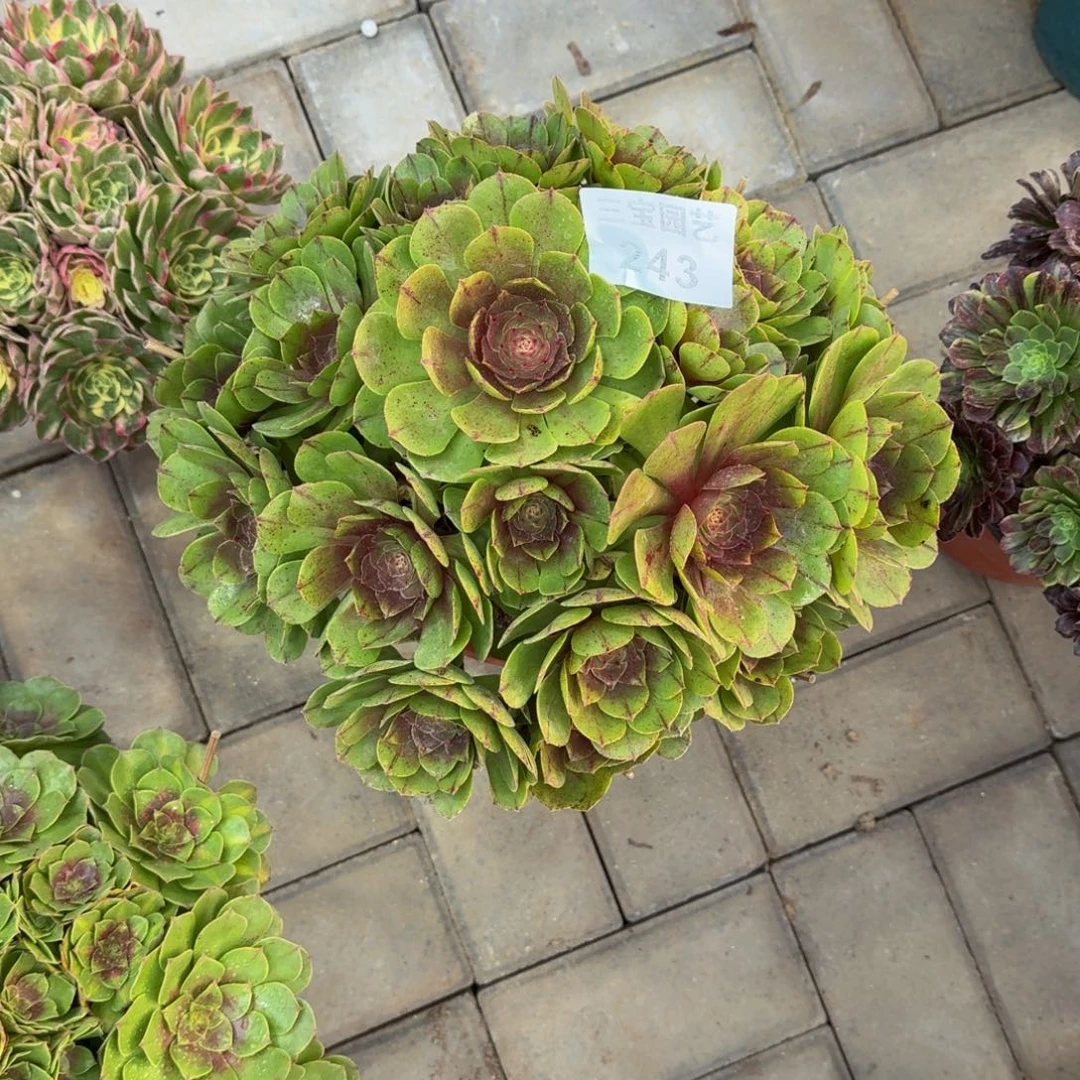 多肉植物243万拉丝