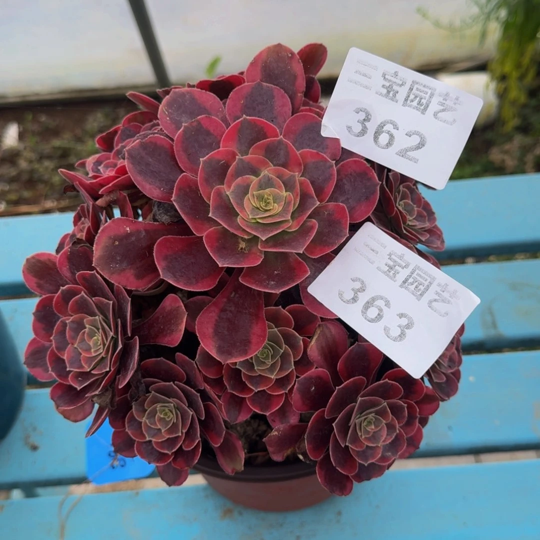 花**界多肉植物362寄养