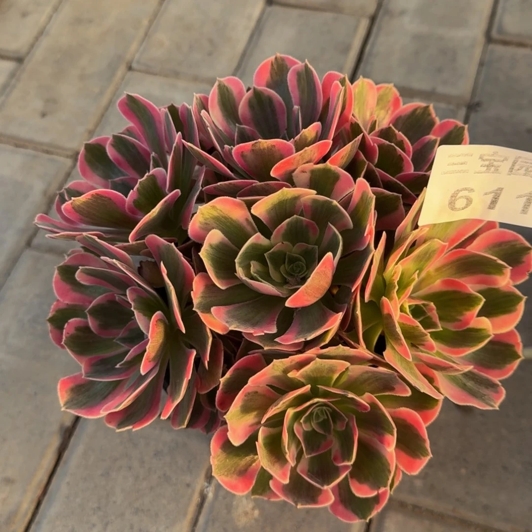 多肉植物 611。