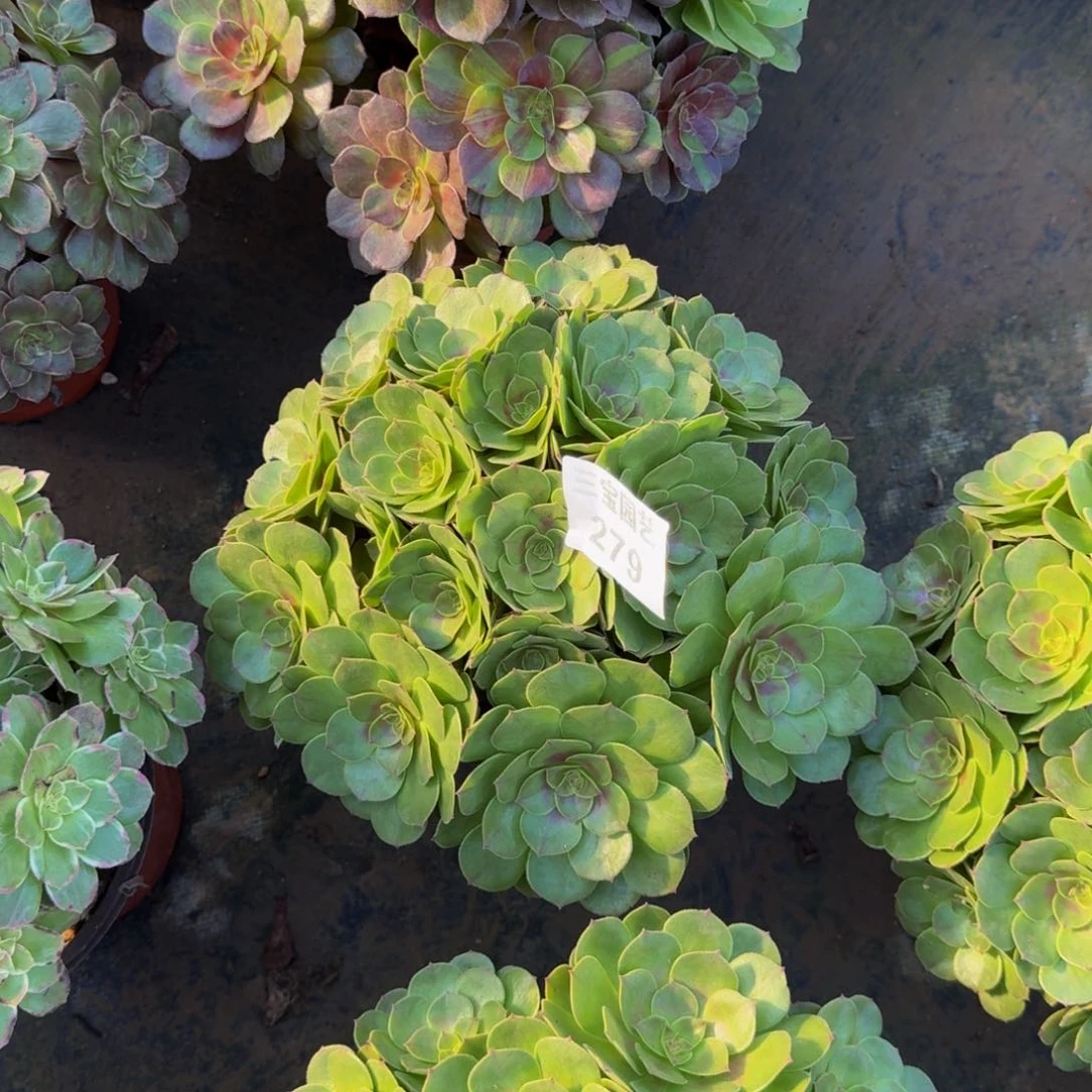 多肉植物279多肉