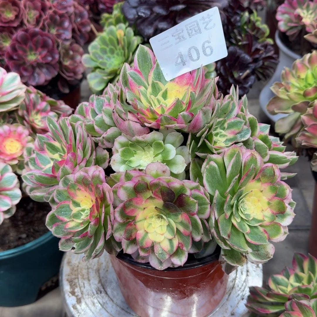 多肉植物406海仙儿