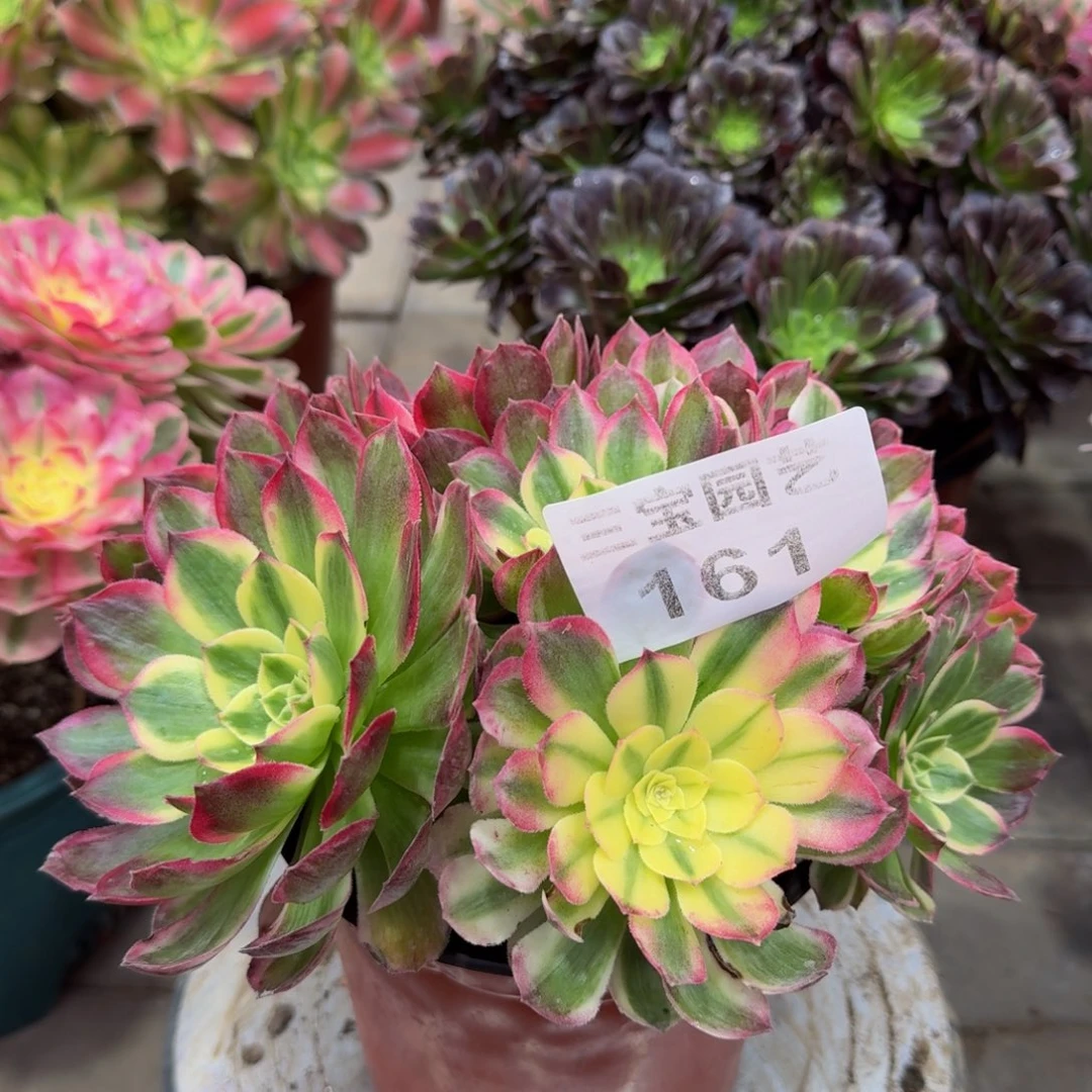 多肉植物161海仙