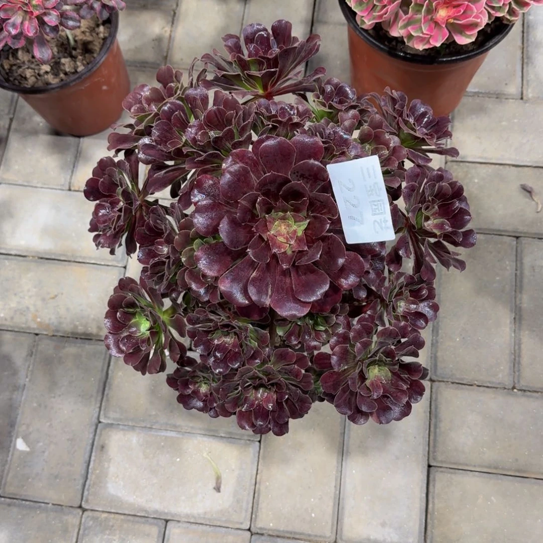 多肉植物227欧若拉