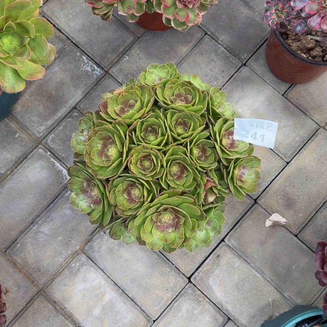 多肉植物241万圣节