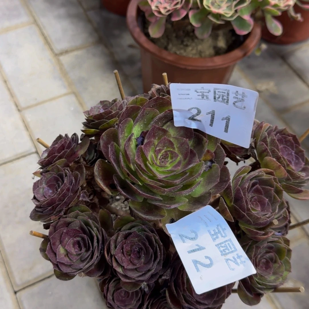 想***人多肉植物211寄养