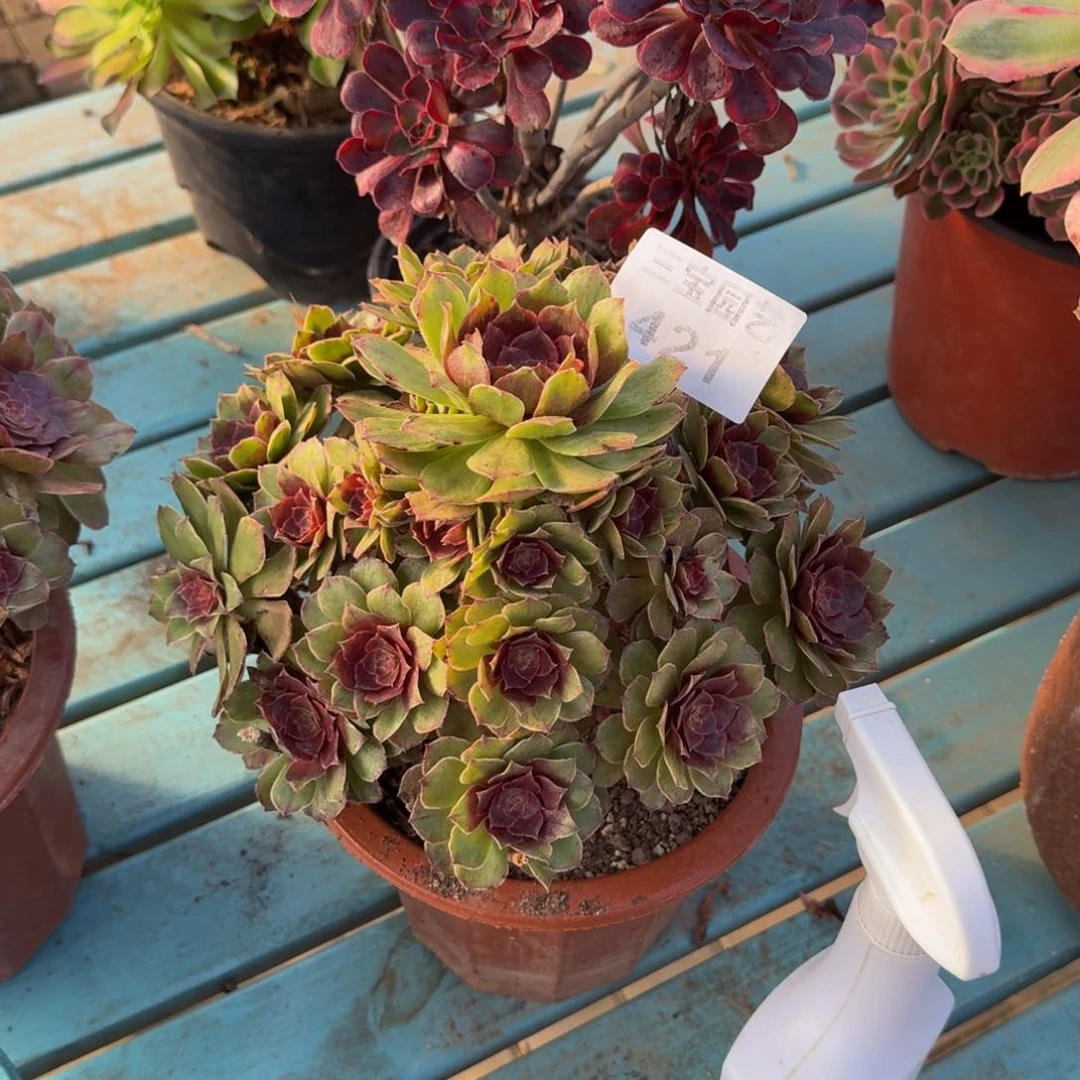 静**情多肉植物421恶魔