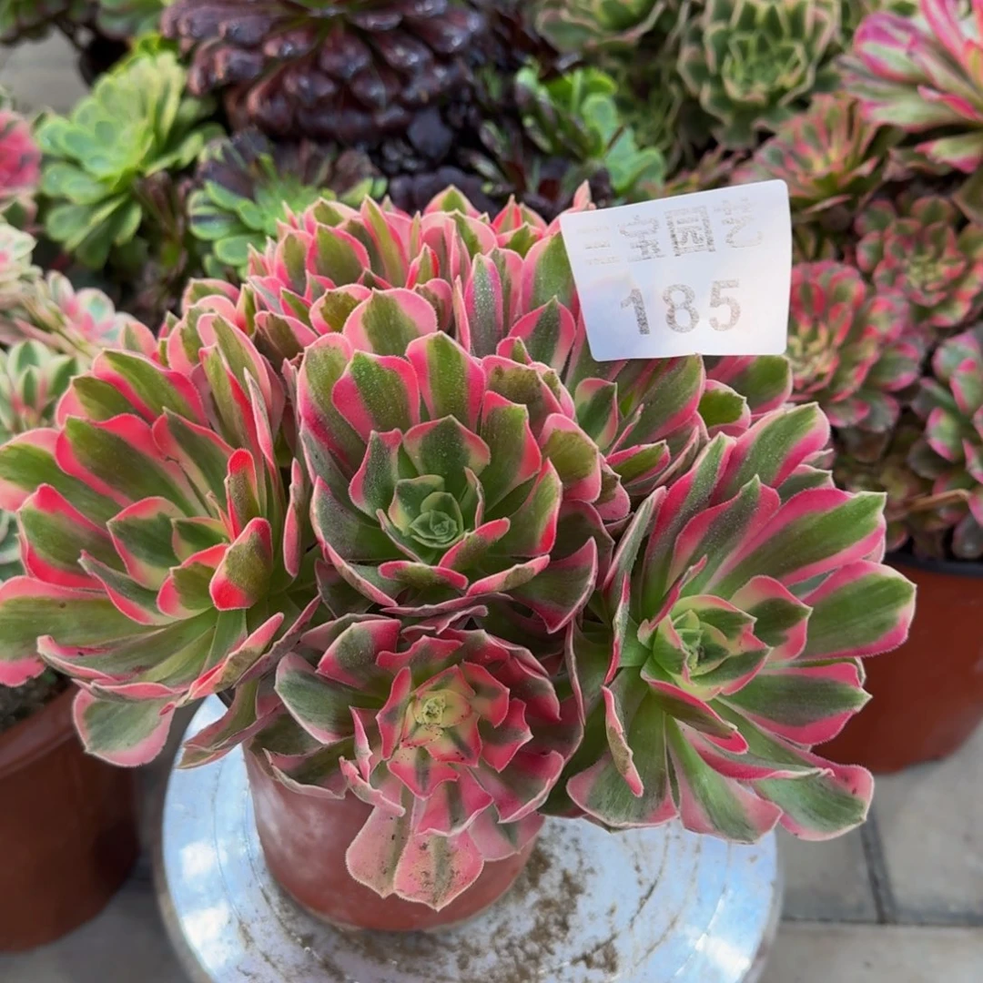 多肉植物185多肉