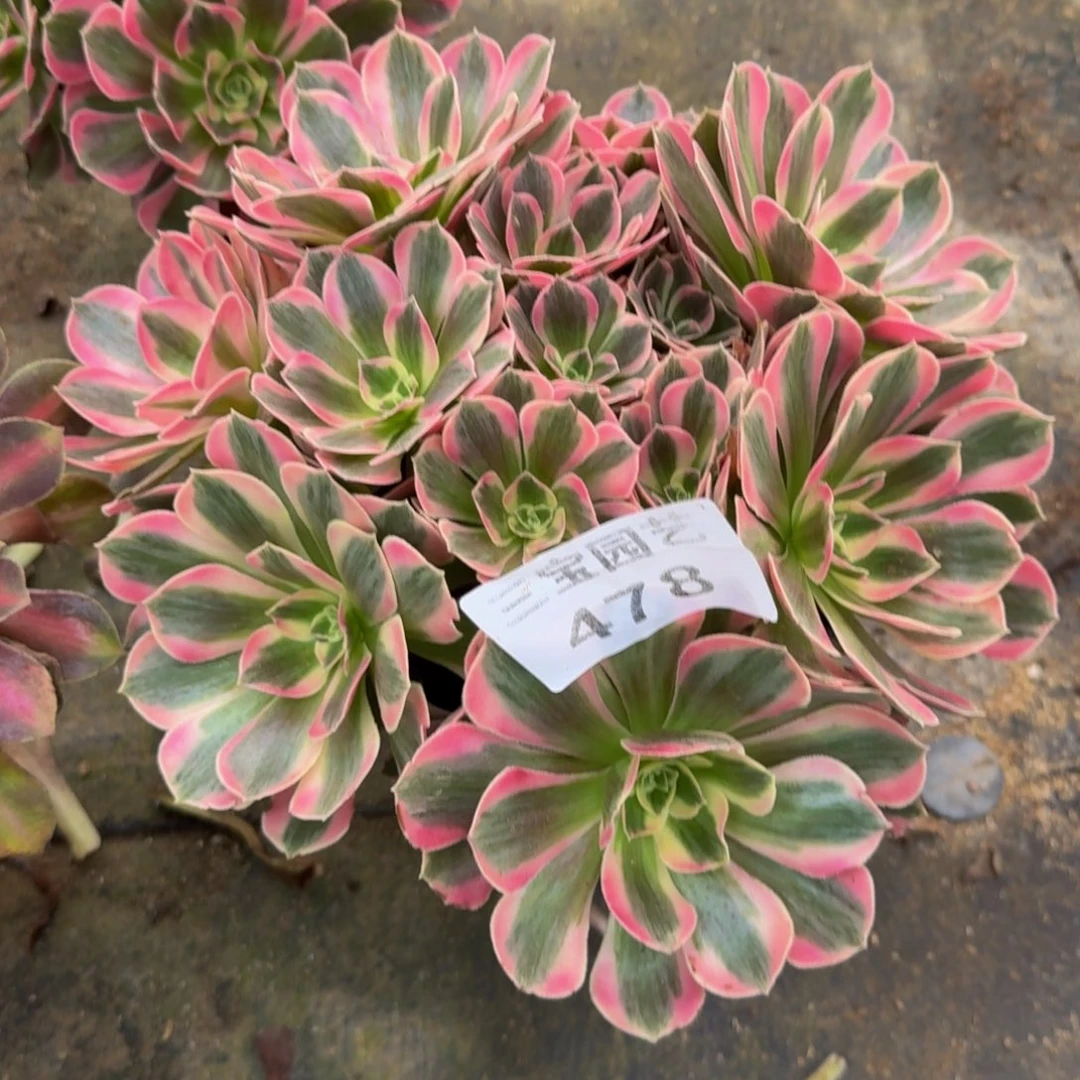 多肉植物。478。 多肉