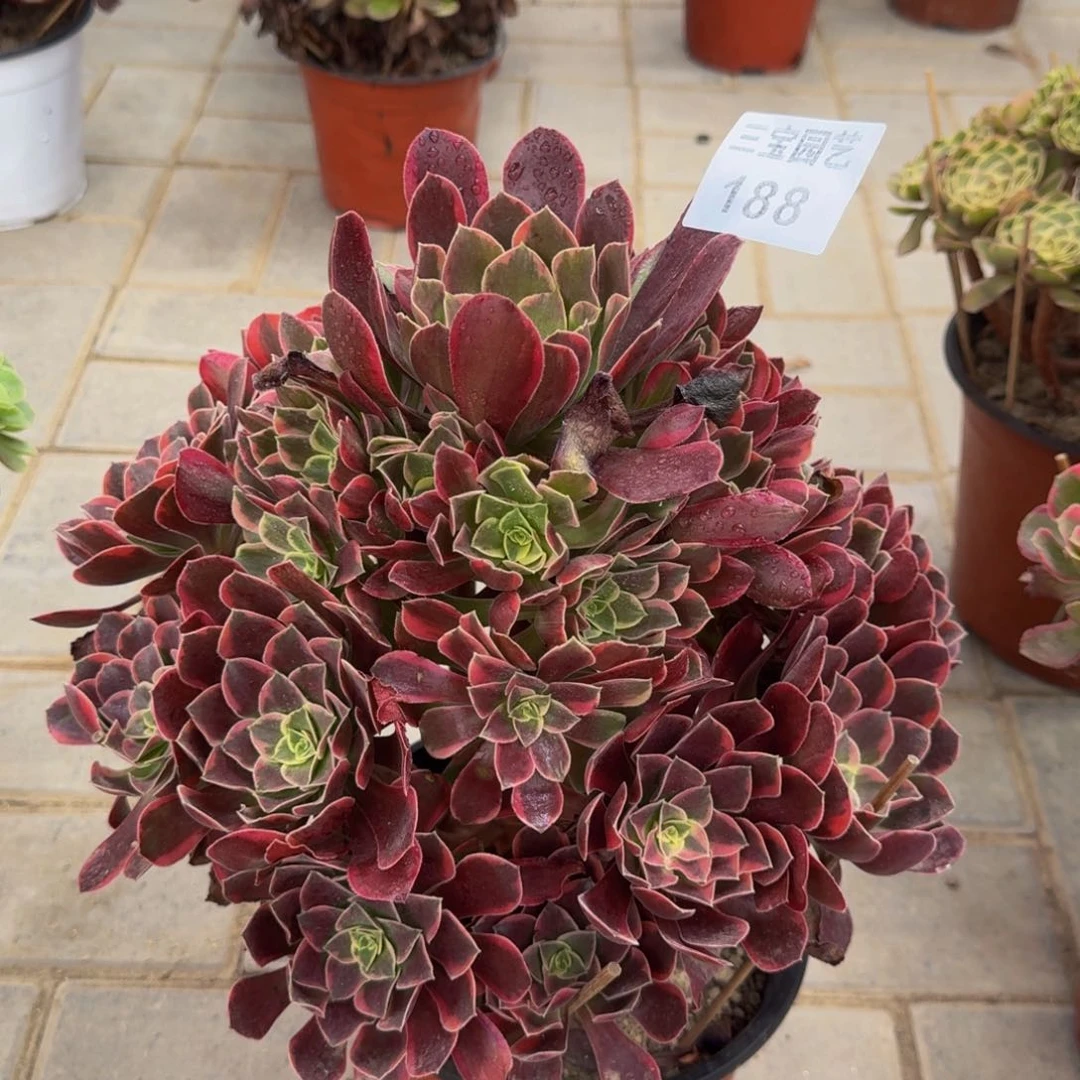 小*多肉植物188 多肉