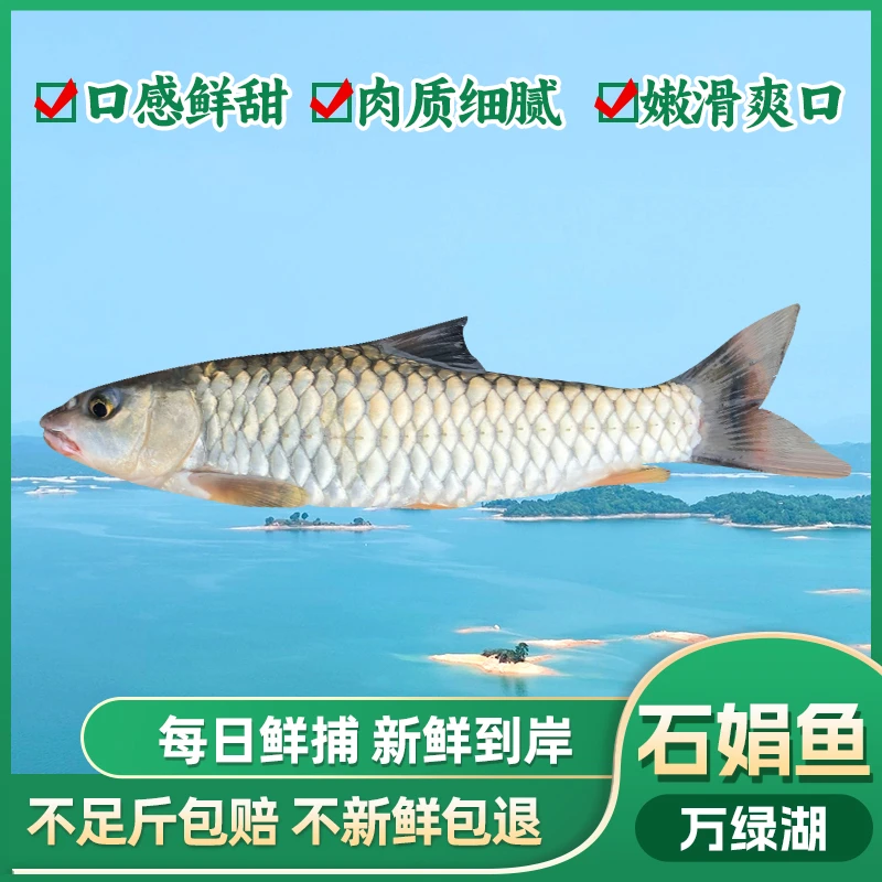 万绿湖打渔佬原生态石娟鱼河鲜活发/现杀顺丰冷链清蒸