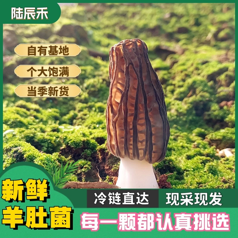 羊肚菌新鲜优选煲汤送长辈肉质饱满优选鲜货肉厚营养云南食用菌菇