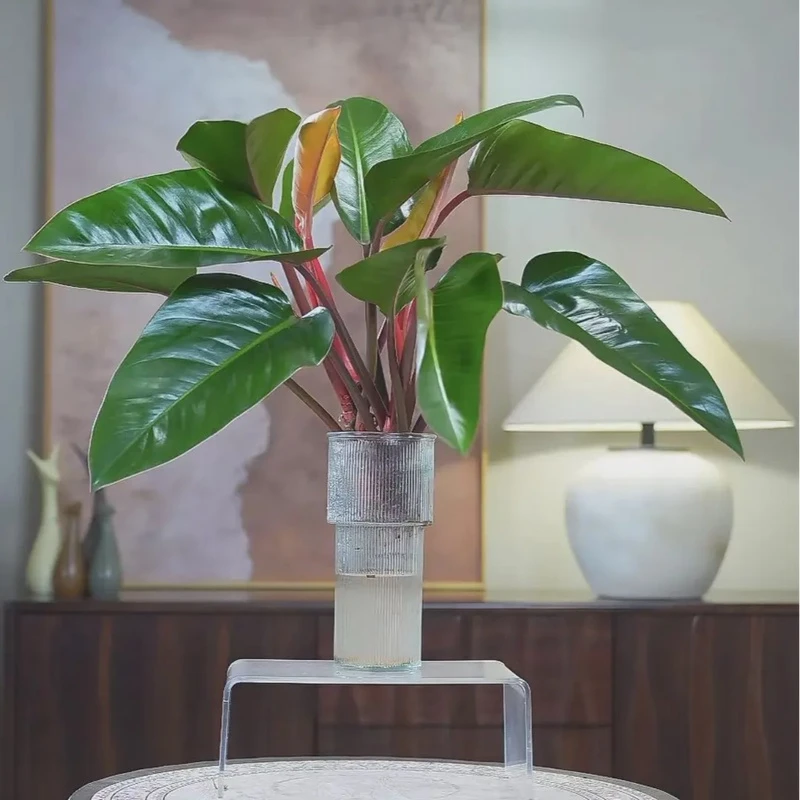 【送花瓶】水培红钻绿植大王红钻盆栽高级感居家摆件室内好养植物