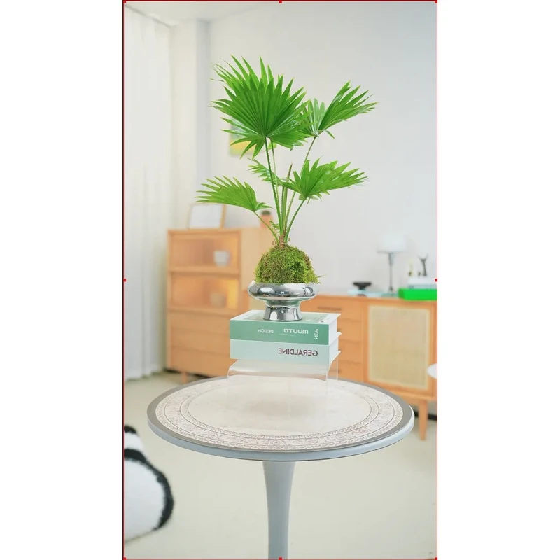 蒲葵苔藓球绿植盆栽手工绿植大叶桌面创意高级感好养盆栽简约绿植