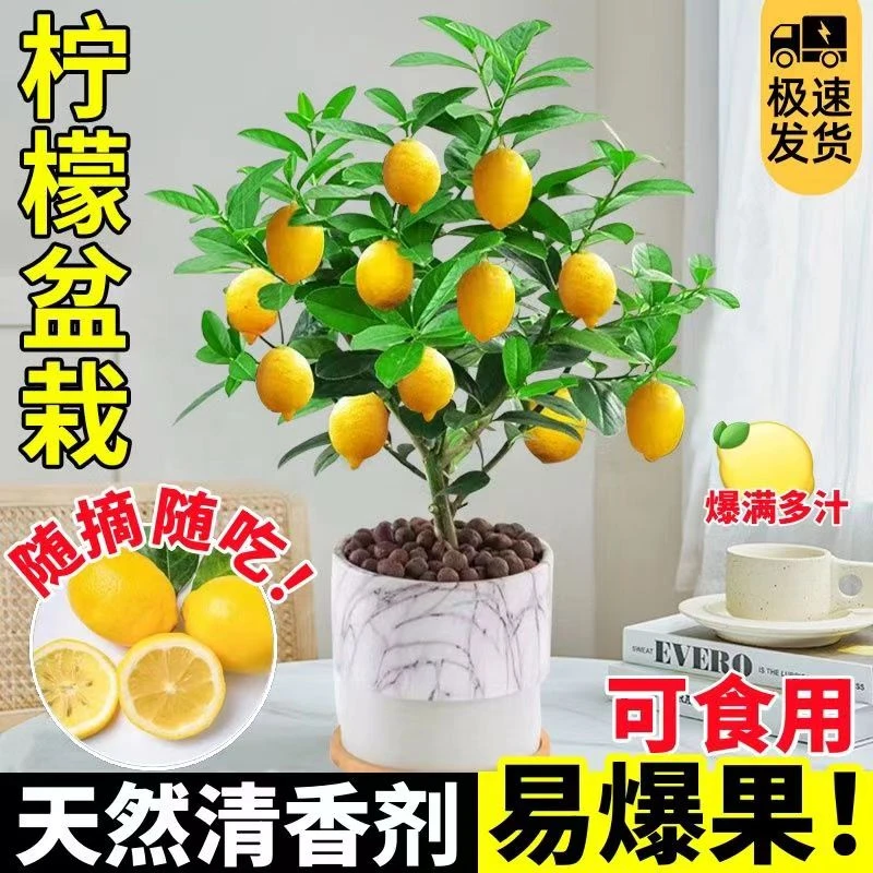 广东香水柠檬盆栽客厅绿植