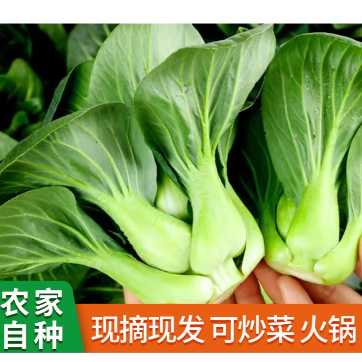 顺丰包邮青菜苏州青1500g