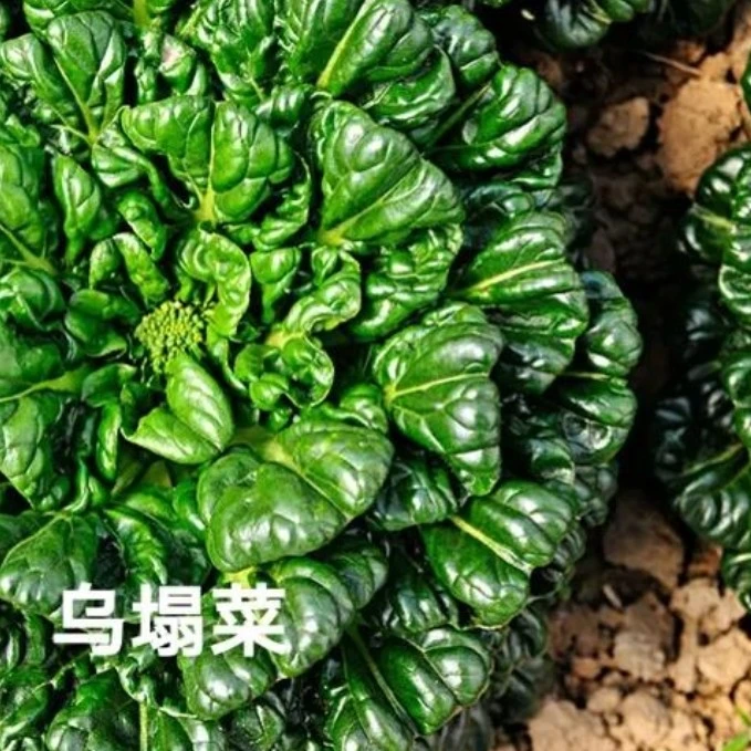 城市蔬菜 黑塔菜1500g