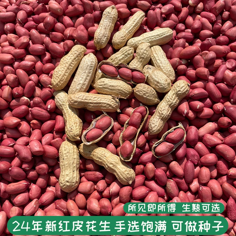 2024农家自种红皮花生带壳四粒红新货种子生红衣花生米仁